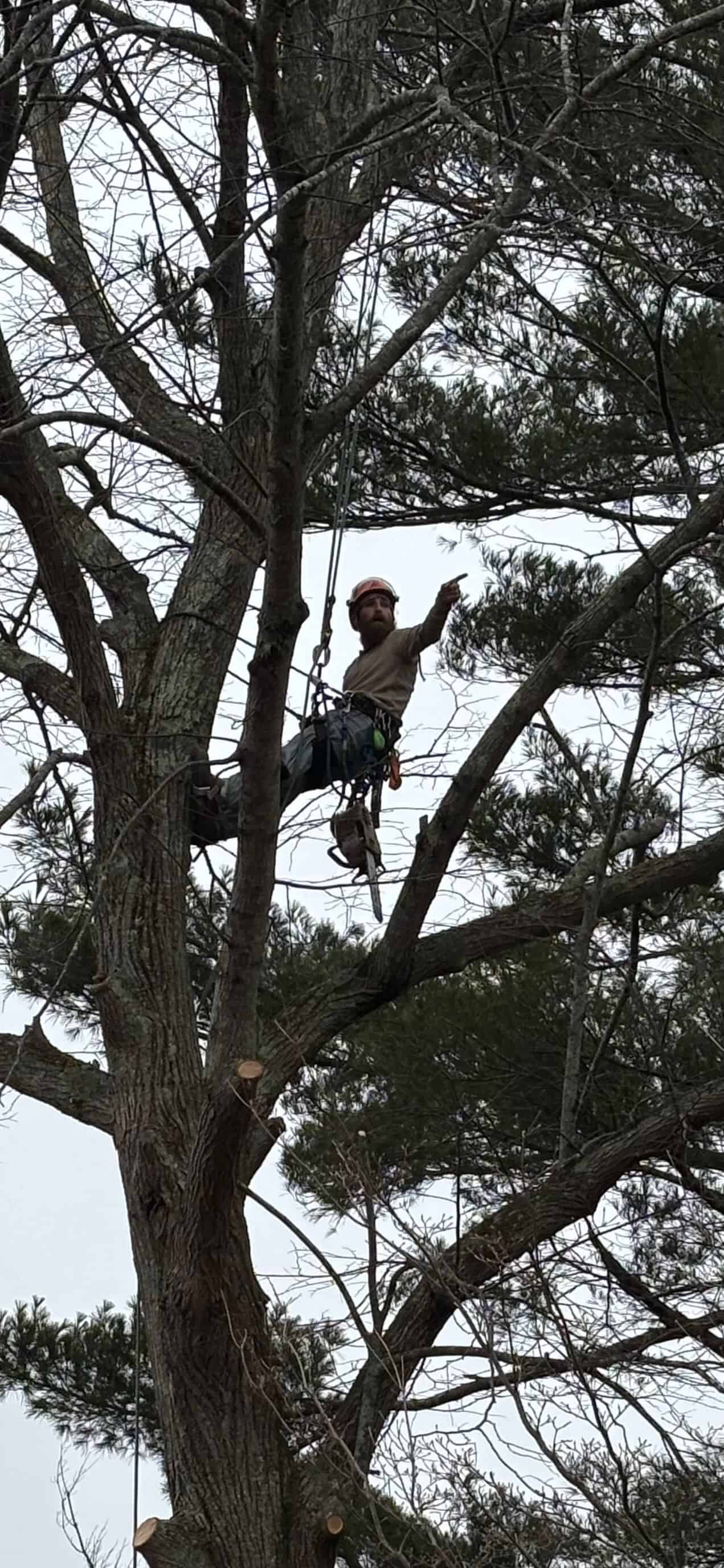 Tree Removal image
