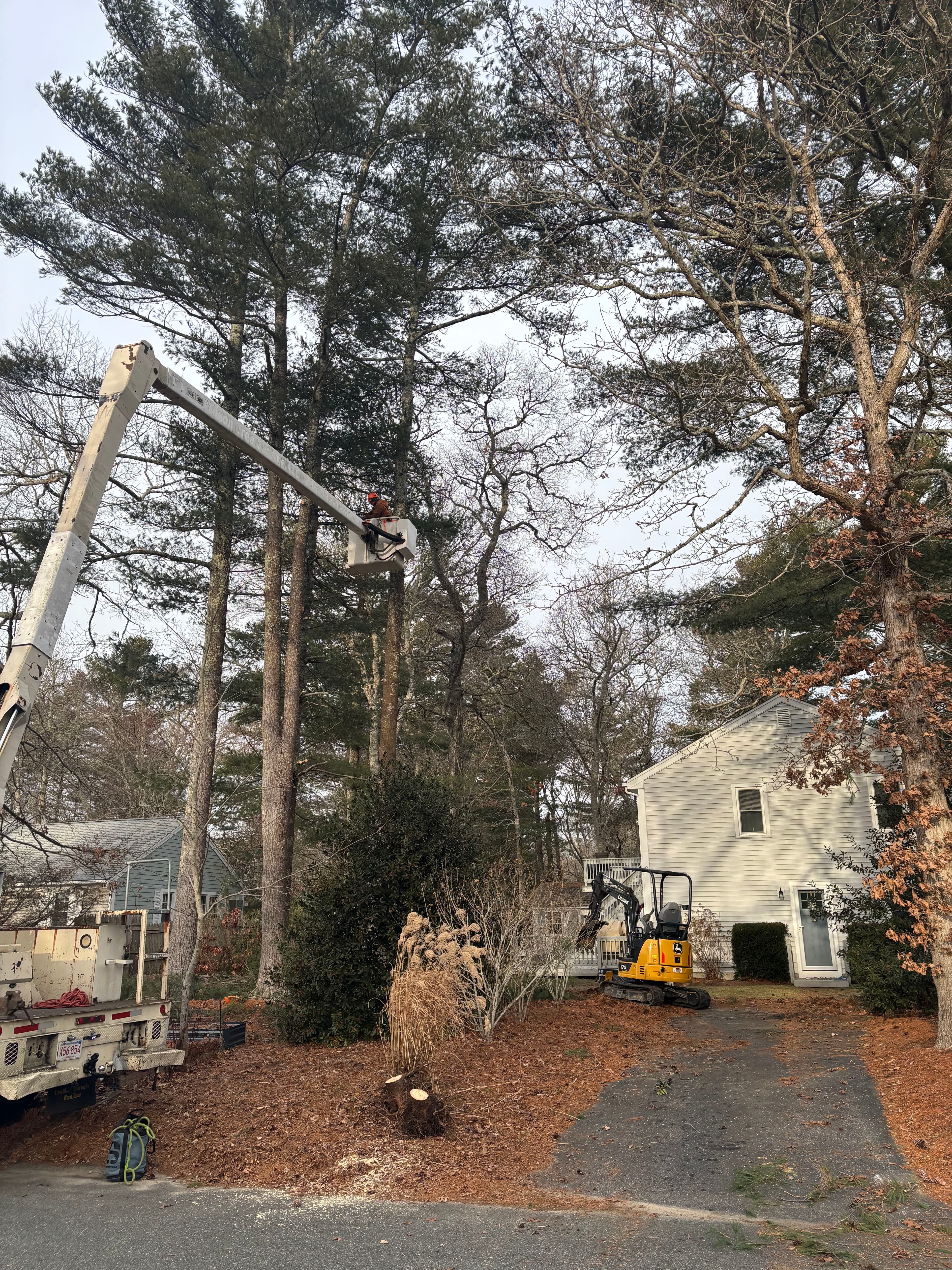 Project Efficient Tree Removal in Centerville MA image